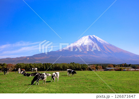 朝霧高原牧場の牛と雄大な富士山の風景　静岡県富士宮市 126871647