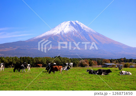 朝霧高原牧場の牛と雄大な富士山の風景　静岡県富士宮市 126871650