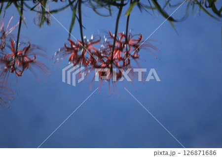 水面に揺れる想い出の彼岸花 水面に揺れる想い出の彼岸花 126871686