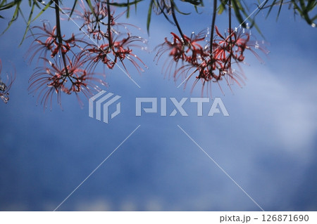 水面に揺れる想い出の彼岸花 126871690