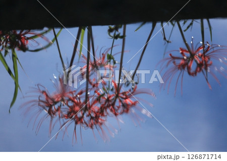 水面に揺れる想い出の彼岸花 126871714