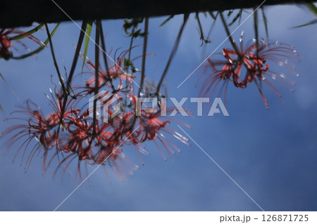水面に揺れる想い出の彼岸花 水面に揺れる想い出の彼岸花 126871725