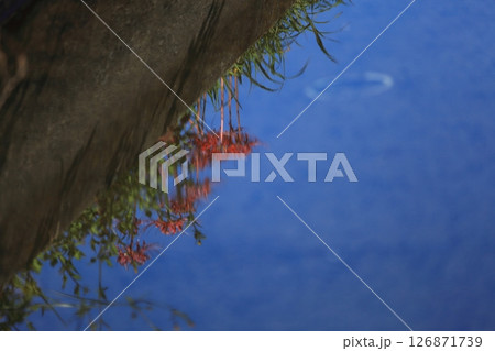 水面に揺れる想い出の彼岸花 126871739