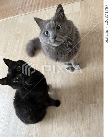 猫　黒猫　ねこ　子猫　ペット 126871767