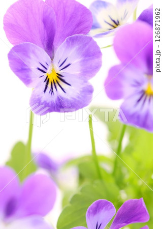 スミレ パンジー ビオラ 青紫色の花 明るい背景 スミレ パンジー ビオラ 青紫色の花 明るい背景 126871962