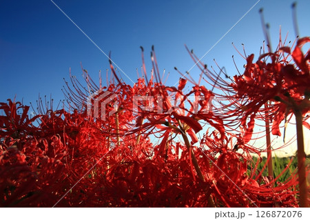 夕暮れの中の彼岸花 126872076