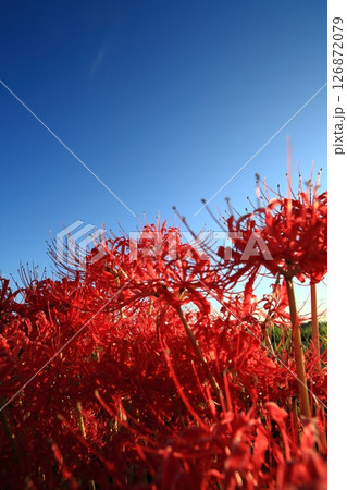 夕暮れの中の彼岸花 126872079
