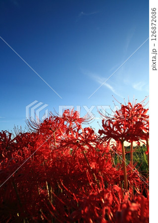 夕暮れの中の彼岸花 126872086