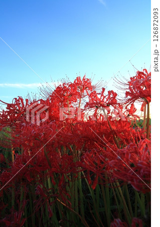 夕暮れの中の彼岸花 126872093