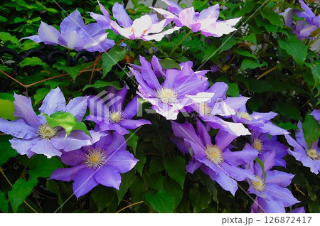 フェンスに咲き競う紫のクレマチスの花たち フェンスに咲き競う紫のクレマチスの花たち 126872417