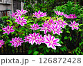 元気よくフェンスいっぱいに咲き誇るクレマチスの花たち 126872428