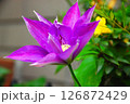 花びらを広げかけた紫のクレマチスの花 126872429