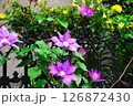 陽に向かって花びらを広げるクレマチス 126872430