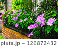 フェンスで元気に咲くクレマチスの花たち 126872432