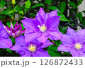 紫が映える大輪の花クレマチス 126872433