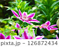 蜜を吸うクレマチスの花と蜜蜂の営み 126872434