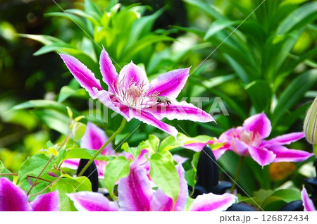 蜜を吸うクレマチスの花と蜜蜂の営み 126872434