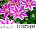 太陽に向かって咲くクレマチスの花 126872436
