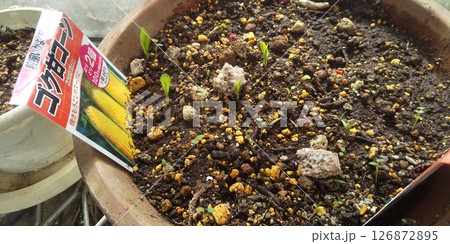 芽を出したトーモロコシの苗 芽を出したトーモロコシの苗 126872895