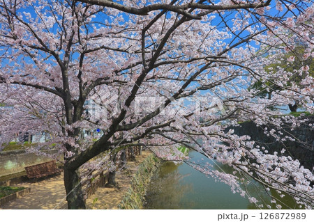 姫路城、千姫の小径（満開の桜並木）/世界文化遺産/国宝/日本のさくら名所百選 126872989