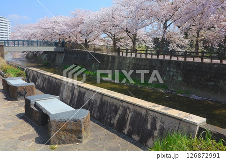 姫路城、千姫の小径（満開の桜並木）/世界文化遺産/国宝/日本のさくら名所百選 126872991
