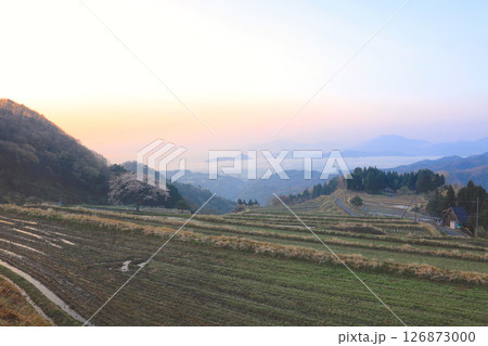 松尾の一本桜と雲海、朝焼けの宮津湾を見下ろす棚田風景/丹後天橋立大江山国定公園 松尾の一本桜と雲海、朝焼けの宮津湾を見下ろす棚田風景/丹後天橋立大江山国定公園 126873000