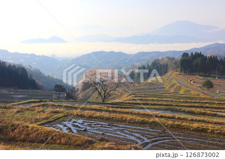 松尾の一本桜と雲海、朝焼けの宮津湾を見下ろす棚田風景/丹後天橋立大江山国定公園 126873002