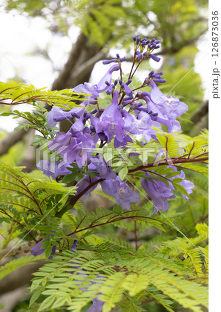 ジャガランダの花 ジャガランダの花 126873036