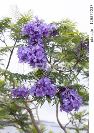 ジャガランダの花 126873037