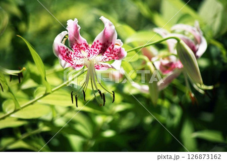 暑さに強いカノコユリの花 126873162