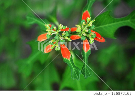 ブラジル原産　ショウジョウソウの花 126873165