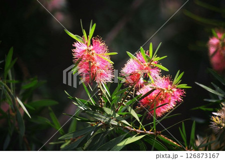 オーストラリア原産　ブラシノキ の花 126873167