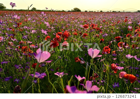 鴻巣市吹上地区の荒川河川敷のポピーの花畑に水管橋 126873241