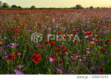 鴻巣市吹上地区の荒川河川敷のポピーの花畑に水管橋 126873243