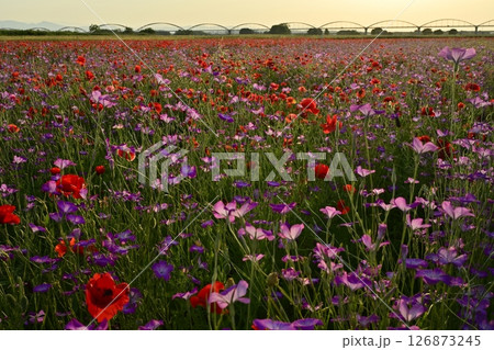 鴻巣市吹上地区の荒川河川敷のポピーの花畑に水管橋 126873245