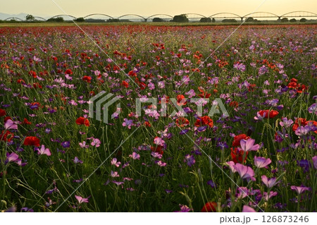 鴻巣市吹上地区の荒川河川敷のポピーの花畑に水管橋 126873246