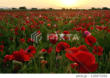 鴻巣市吹上地区の荒川河川敷のポピーの花畑に水管橋 126873268