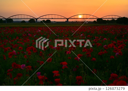 鴻巣市吹上地区の荒川河川敷のポピーの花畑に水管橋 126873279