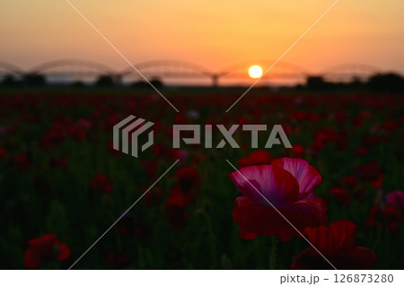 鴻巣市吹上地区の荒川河川敷のポピーの花畑に水管橋 126873280