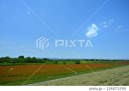 鴻巣市吹上地区の荒川河川敷のポピーの花畑に水管橋 126873299