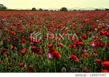 鴻巣市吹上地区の荒川河川敷のポピーの花畑に水管橋 126873307