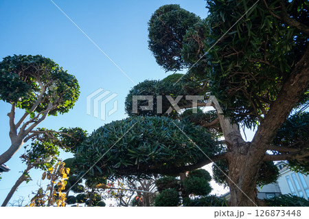 冬の植木剪定 冬の植木剪定 126873448