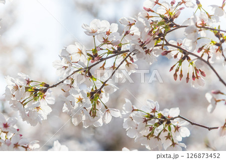Close up sakura cherry blossom in full bloom. Spring atmosphere, Japan. 126873452