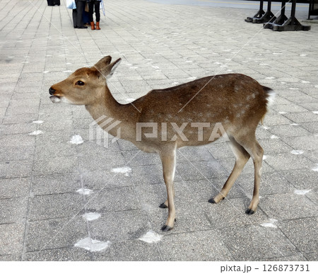 鹿がいる風景 126873731