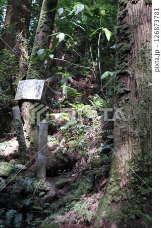 静寂に包まれた苔むす山道の入り口 静寂に包まれた苔むす山道の入り口 126873781