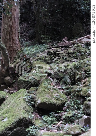 空気が澄んだ苔むす岩との静かな山道 126873915