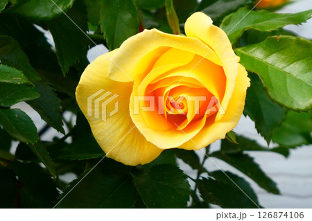 バラの季節の大輪の黄色いオールドローズ 126874106