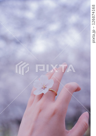 満開の桜を背景に桜の指輪をつける女性の手元 126874168