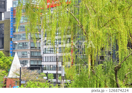 廃止される首都高速道路上から数寄屋橋の柳の木を 126874224