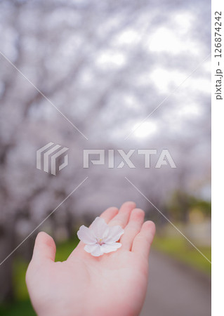 桜を背景に手を差し伸べる 126874242